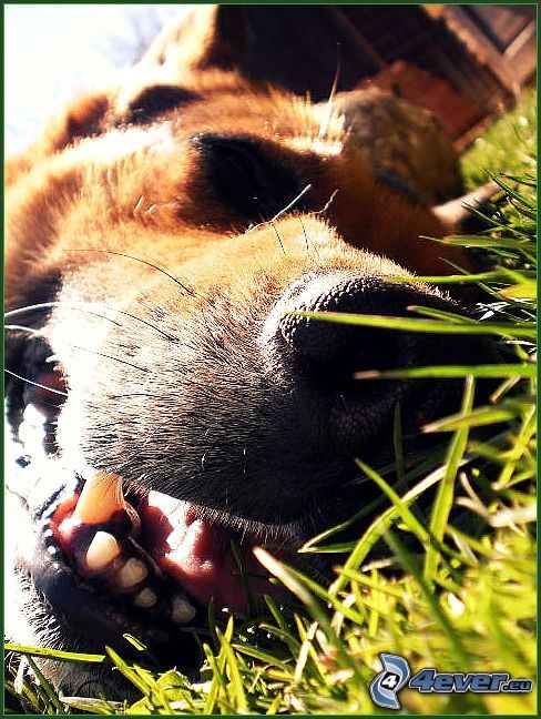 pies w trawie, zmęczenie