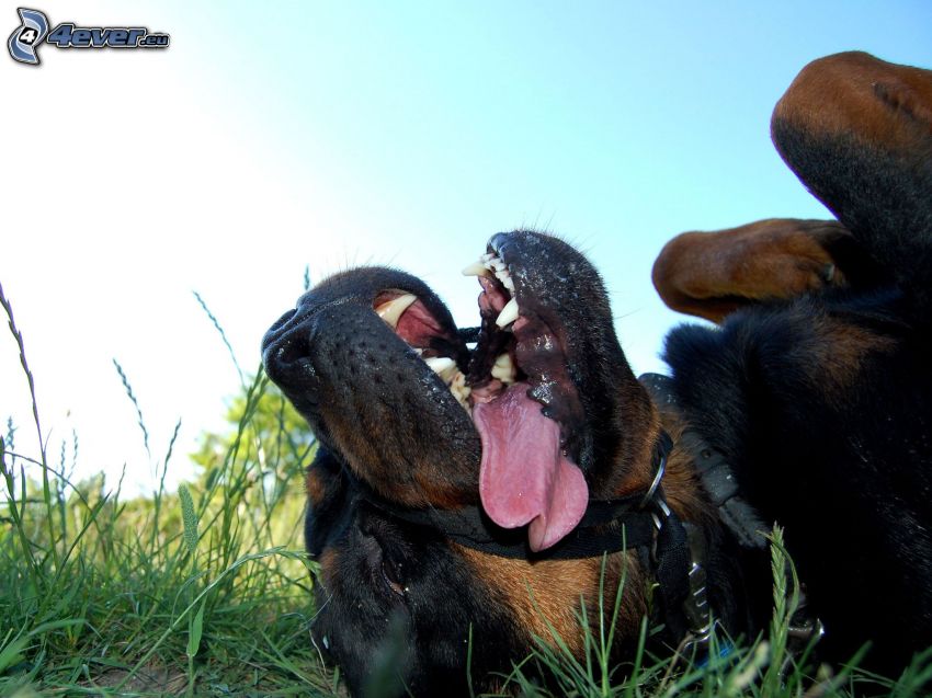 rottweiler, wystawiony język