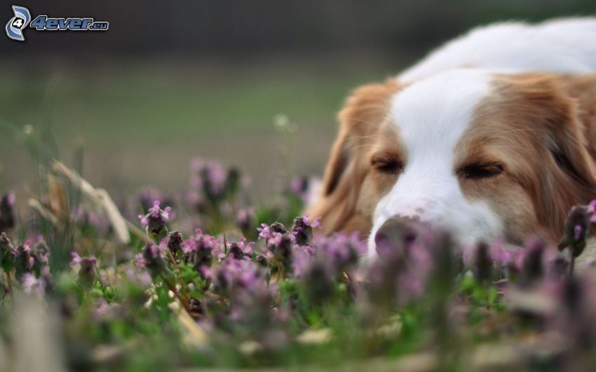 śpiący pies, fioletowe kwiaty