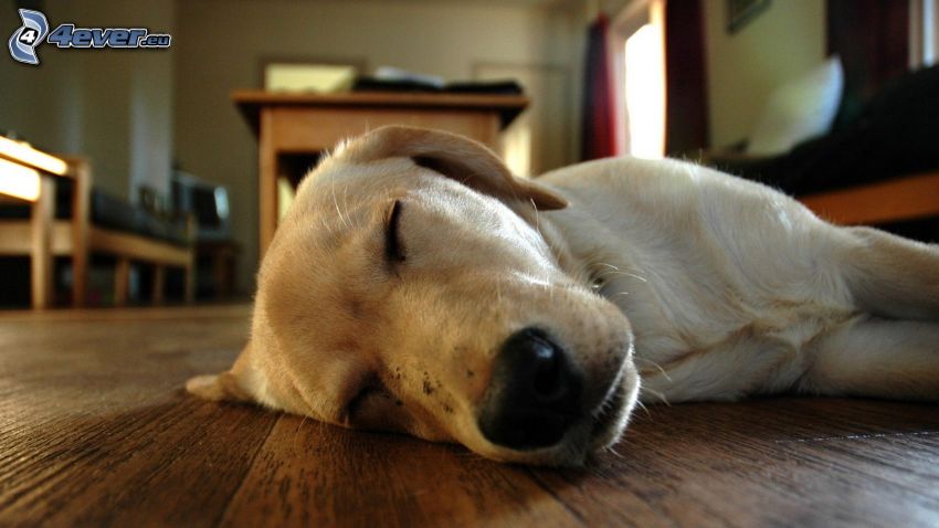 śpiący pies, podłoga