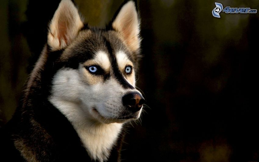 Syberian husky, niebieskie oczy