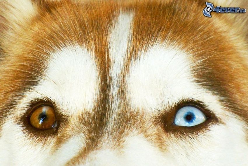Syberian husky, oczy