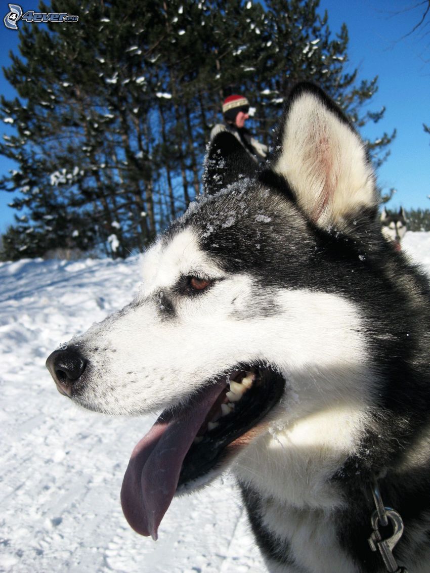 Syberian husky, śnieg, język
