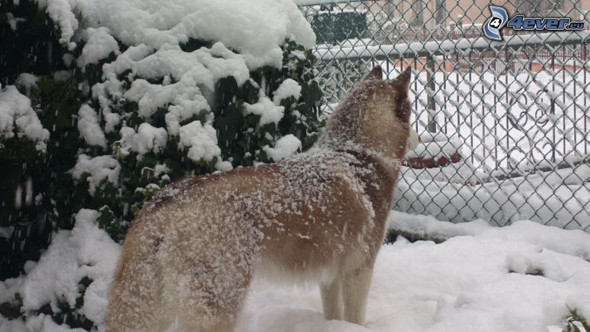 Syberian husky, śnieg, krzak, ogrodzenie z drutu