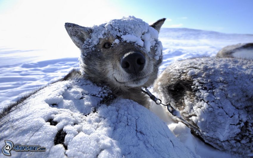 Syberian husky, śnieg