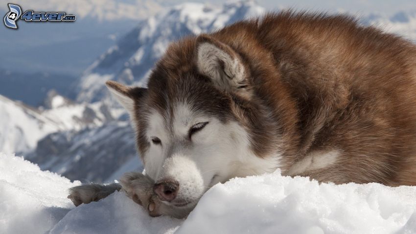 Syberian husky, śpiący pies, śnieg