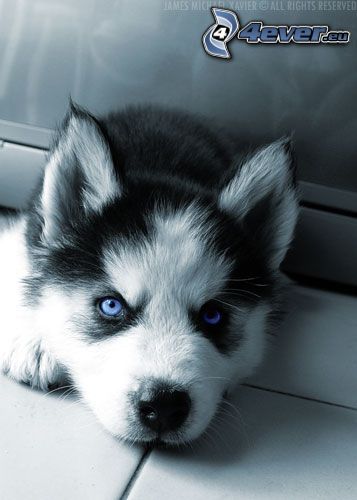 szczeniak Husky, niebieskie oczy