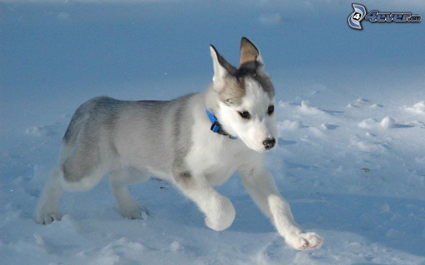 szczeniak Husky, śnieg, obroża