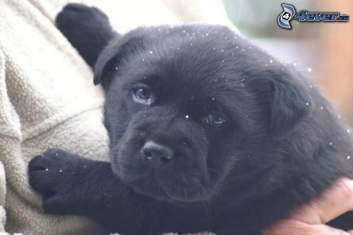 szczeniak labradora, czarny Labrador