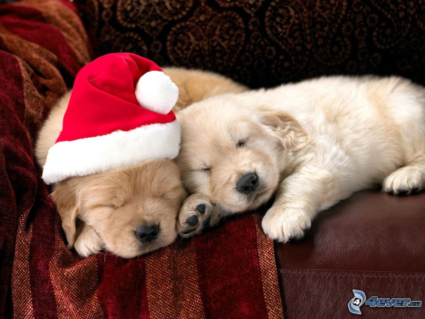 szczeniaki Labradora, śpiące szczeniaki, czapka Świętego Mikołaja