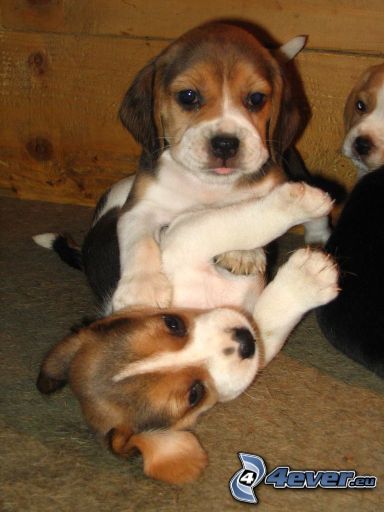 szczeniaki rasy beagle, figlarne szczenięta