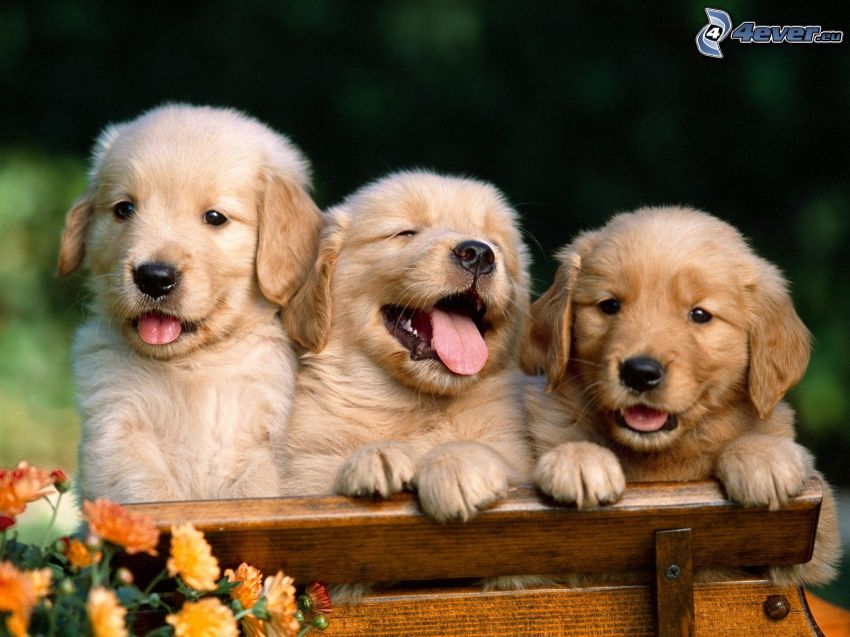 trzy szczeniaki, pies na ławeczce, kwiaty
