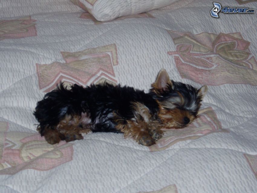 Yorkshire Terrier, pies na łóżku, śpiący pies