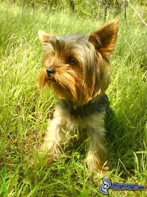 Yorkshire Terrier, pies w trawie