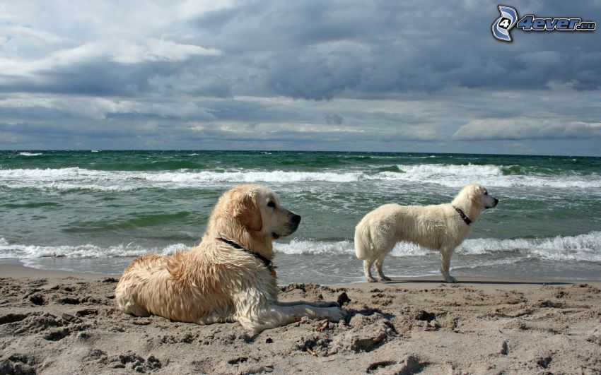 złoty retriewer, biały pies, plaża piaszczysta, morze