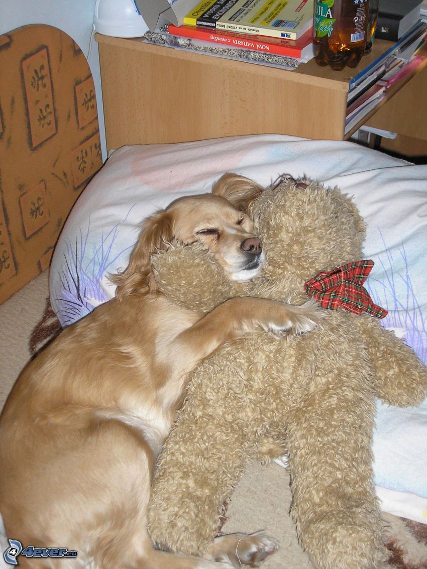 złoty retriewer, pies na łóżku, miś pluszowy