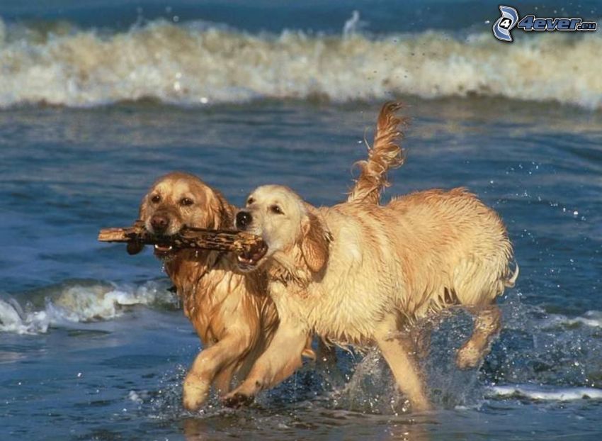złoty retriewer, psy w wodzie, fale na wybrzeżu