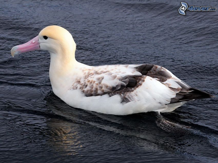 albatros, woda
