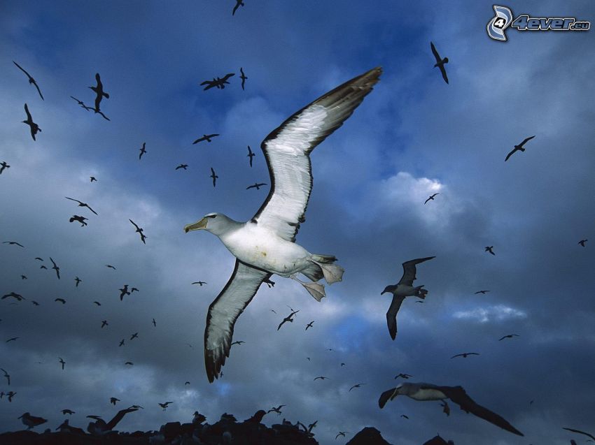 albatrosy, lot, chmury