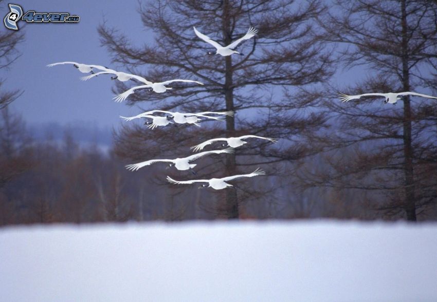 białe ptaki, lot