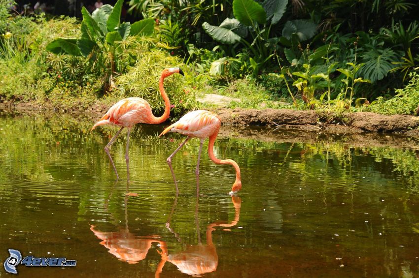 flamingi, jeziorko, zieleń