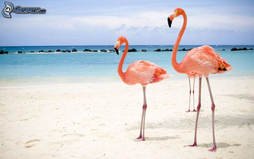 flamingi, plaża, morze