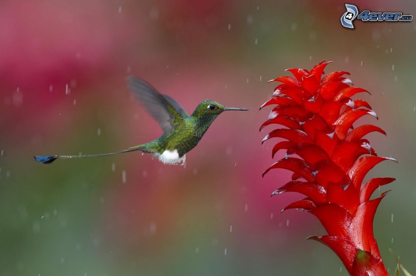 koliber, czerwony kwiat, krople deszczu