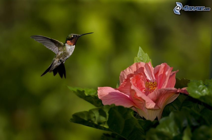 koliber, różowy kwiat