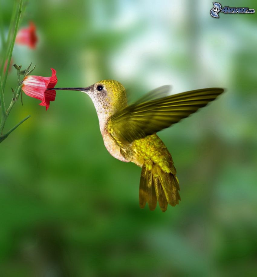 koliber, różowy kwiat