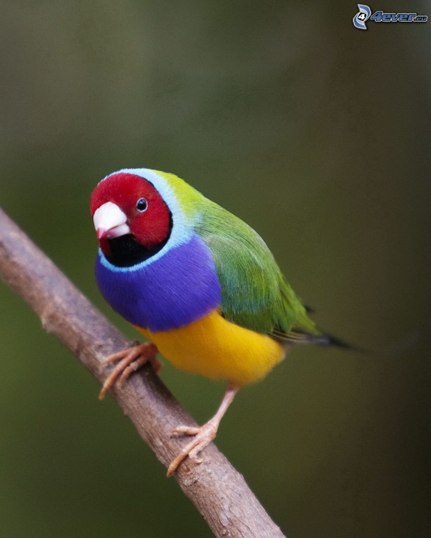 kolorowy ptak, konar