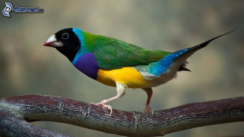 kolorowy ptak, konar