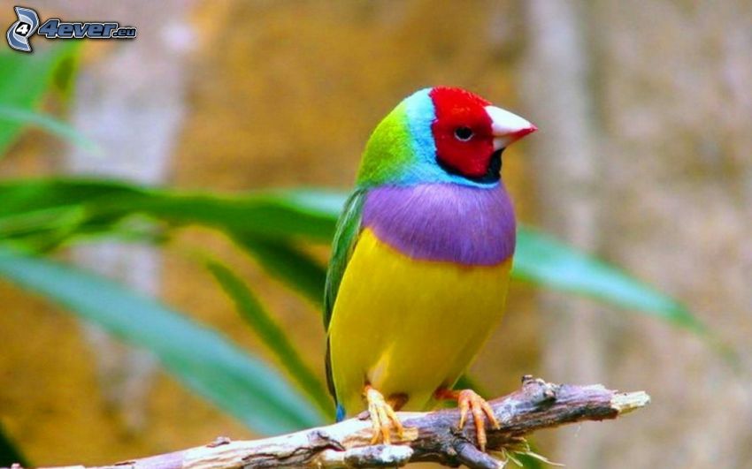 kolorowy ptak