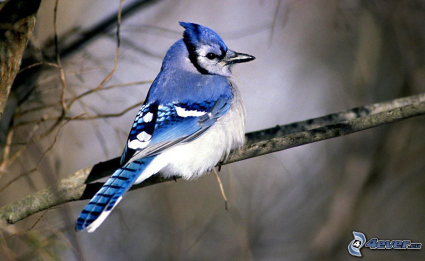 niebieski ptak, konar