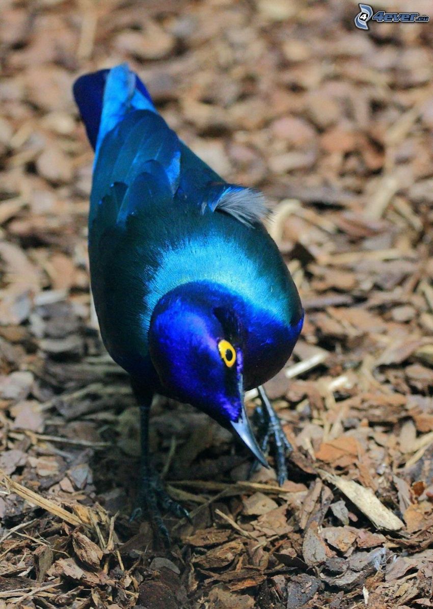 niebieski ptak