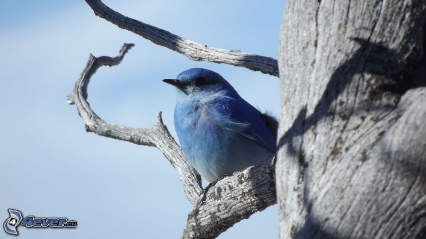 niebieski ptak na gałęzi