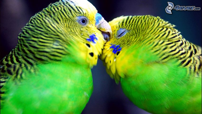 papuga, pocałunek