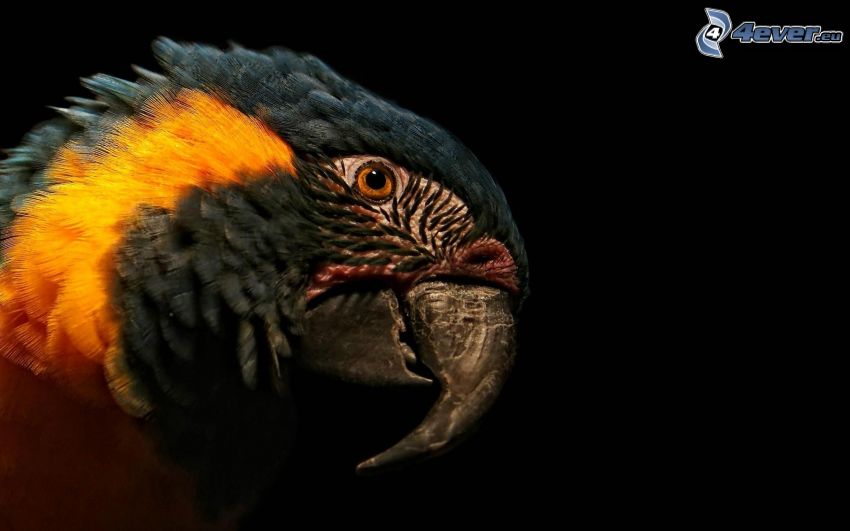 papuga Ara, głowa