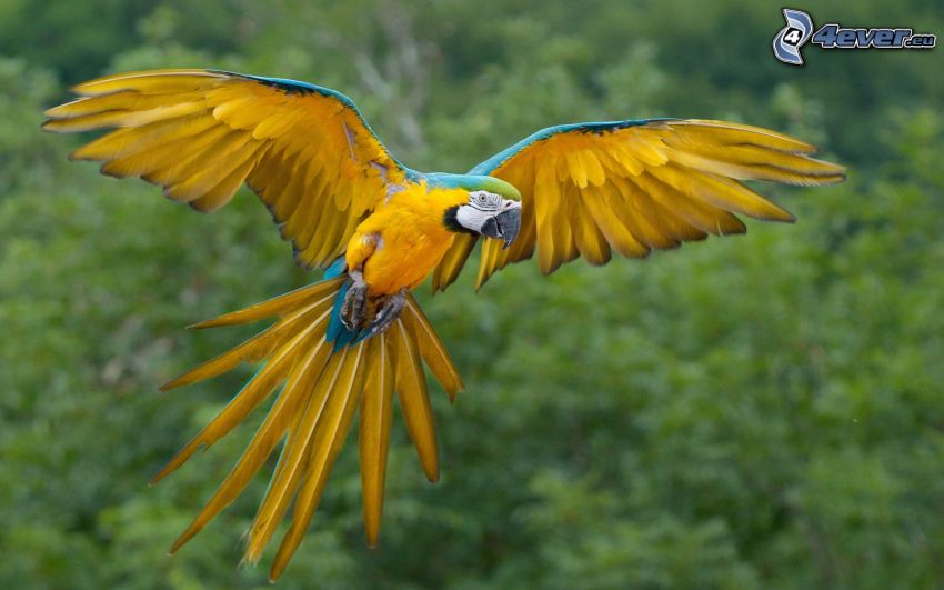 papuga Ara, skrzydła, lot