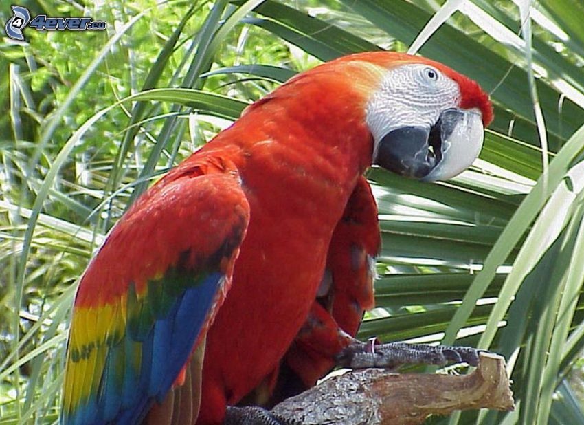 papuga Ara, ZOO