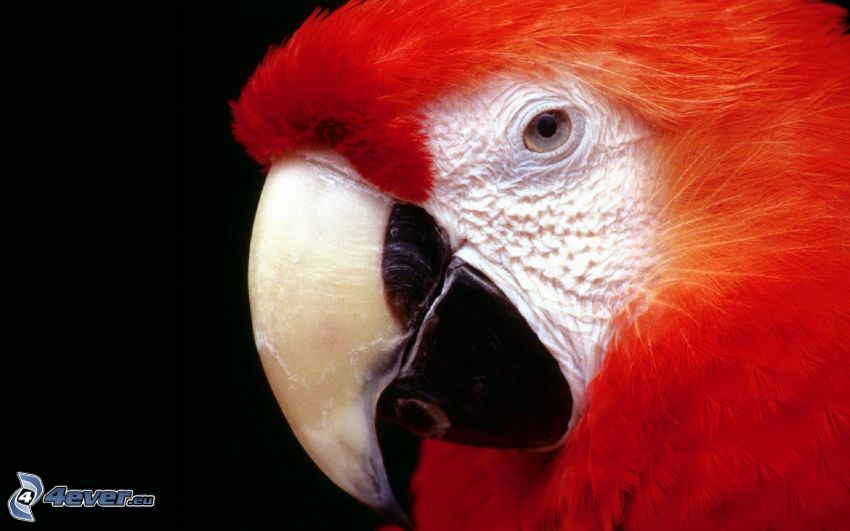 papuga Ara