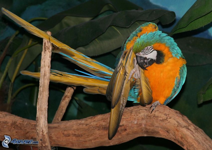 papuga Ara
