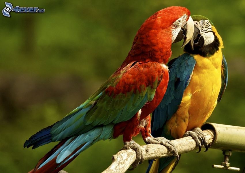 papugi, pocałunek