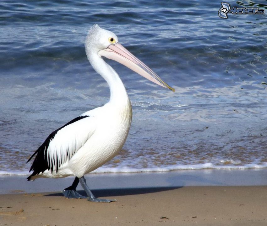 pelikan, plaża piaszczysta, woda
