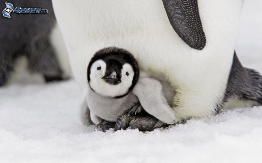 pingwin i jego pisklę, śnieg