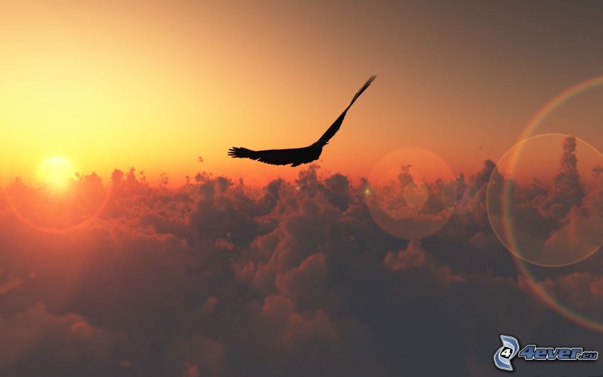 ptak drapieżny, zachód słońca nad chmurami, sylwetka ptaka
