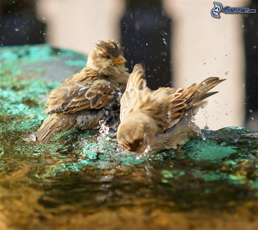 ptaki, woda, kąpiel