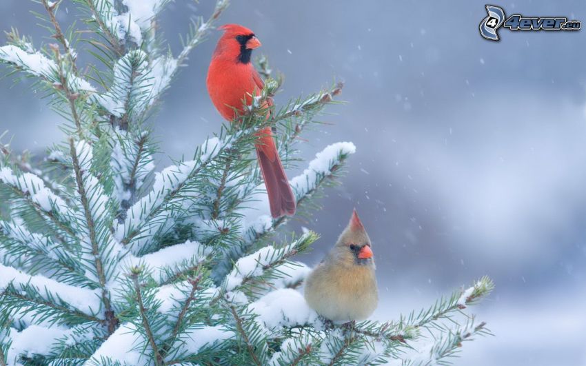 ptaki, zaśnieżone drzewo iglaste