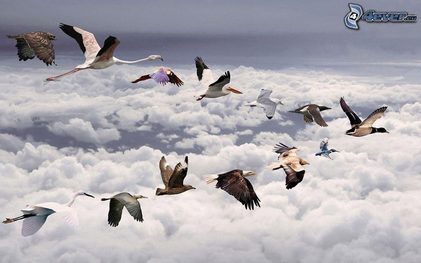 stado ptaków, ponad chmurami