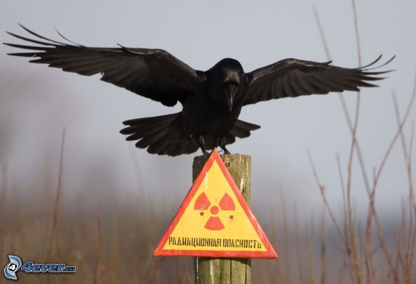 wrona, znak, radioaktywność