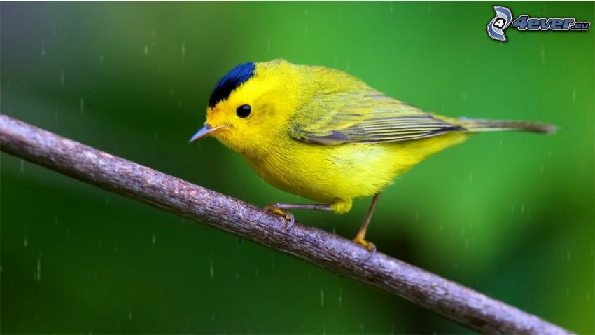 żółty ptak, gałązka